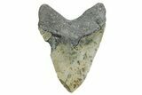 Huge, Fossil Megalodon Tooth - North Carolina #355703-2